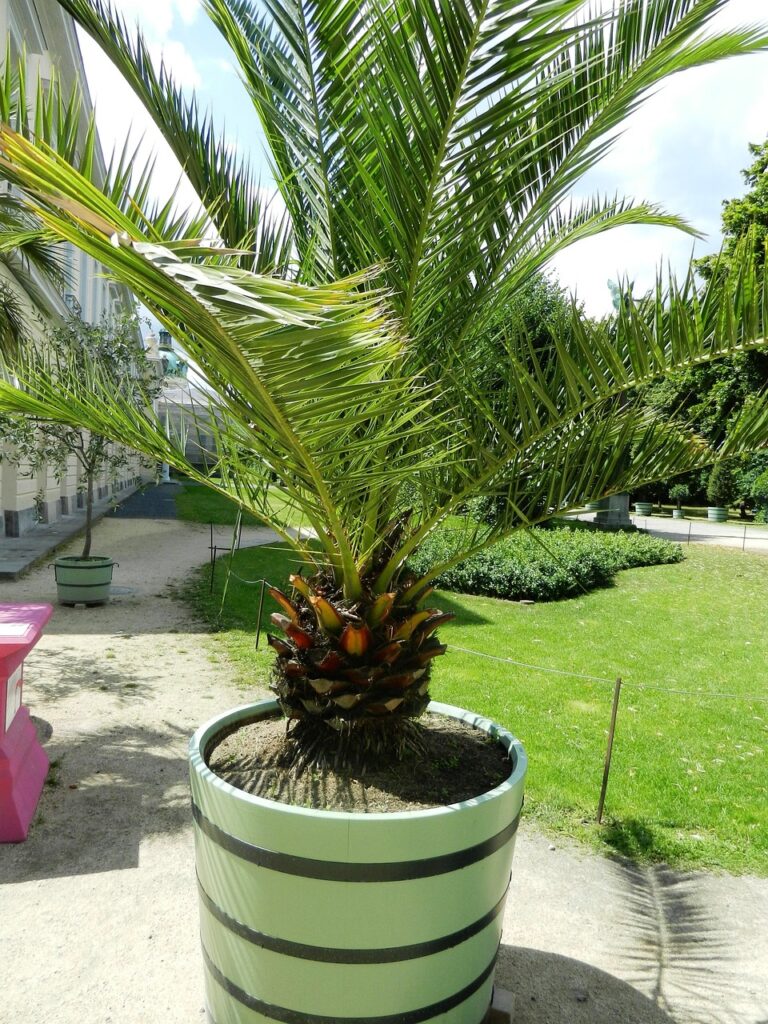 g82bcc35736e37f6c3b96bd22969f3f061e4c36ec8cefd208fe7e625f0521bdf9b298776686be27da042e5a7141f94155_1280-994367 plant, flower pot, potted, exoticism, park, vegetation, nature, green, landscape, view, garden, rest, summer, trees, bush, shrubs